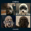 Chiens Chauves