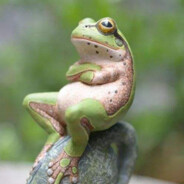 公蛤蟆搂着母蛤蟆腰