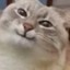 Meaw
