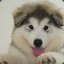 lotso