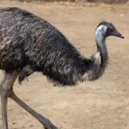 葫芦岛盗号杨王昊