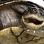 Typhoid Turtle