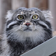 DISTRIBUTION avatar