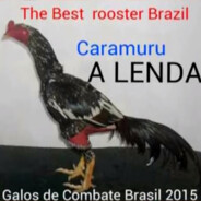 Brazil&#039;s Number #1 Rooster