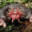 StarMole