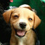 Avatar of Doggi ツ