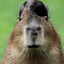 BasedCapybara