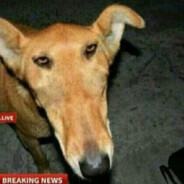 krillian adrian godlew