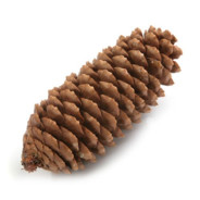 #🅂🅉🅈🅂🅉🄴🄺