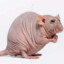 ElTitoGena