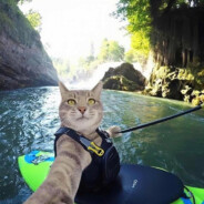 无情的送分机器