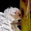 Woollyworm