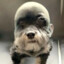 Shih Tzu na Panot