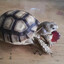 White Tortoise