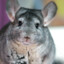 Chill chinchilla