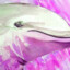 PIMPDOLPHIN