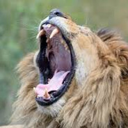 ROAAAAA - steam id 76561199816452893