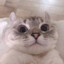 Lin