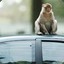 _MonkeyOnTheCar_