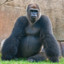 Thefatgorilla15