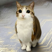 Meowl NAVI