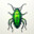 bLiNd_beetle