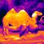 Thermal Camel