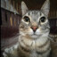 YIPEEEEMEOW