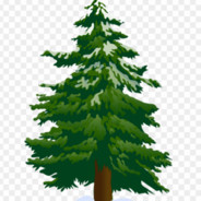 Pine