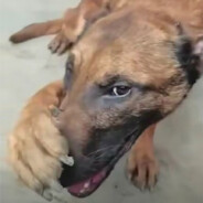 如果你需要一个古粒