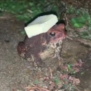 evil larry