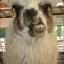 Llama Farma