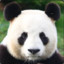 MadPanda