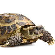 ŻÓŁW BUBSIUX.NGNW.pl