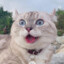 Shinnosuke