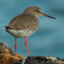 RedShank