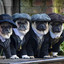 Pug Blinders