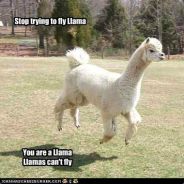 llama senpai