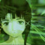 lain