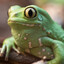 Funny_Frog_8