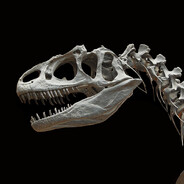 Khaillosaurus Fragilis