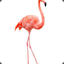 Flappin Flamingo