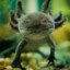 axolotlssocute