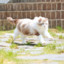 猪猪来啦