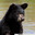 Schwarzbär