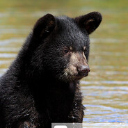 Schwarzbär