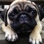 CandyMan_Pug