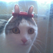 Bunny