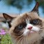 Catsguy49