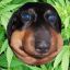 BORK BORK